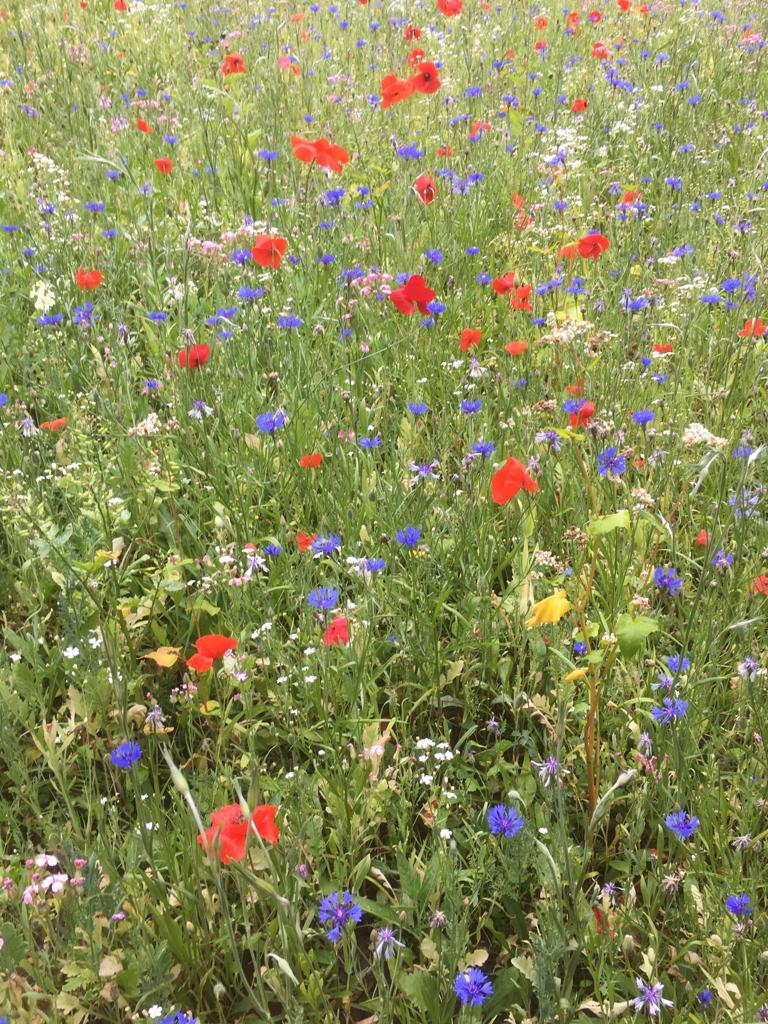 atb route Liessel, mei 2019