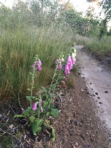 atb rit 16 juni 2021, route Liessel
