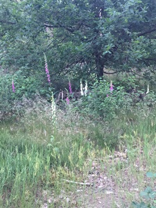 atb rit 16 juni 2021, route Liessel