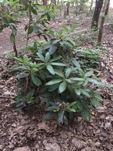 atb rit 16 juni 2021, route Liessel