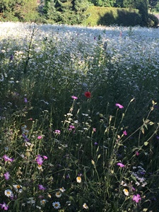 atb rit 16 juni 2021, route Liessel