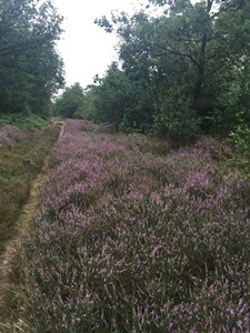 onderhoud ATB route 2021, omgeving heide