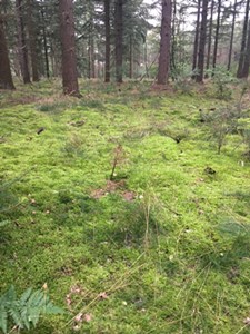 onderhoud ATB route 2021, omgeving mos