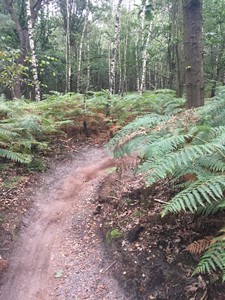 onderhoud ATB route 2021, omgeving varens