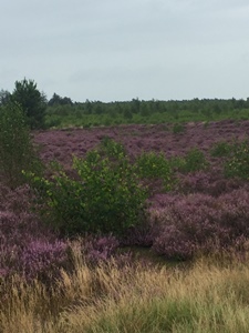 vakantierit 2021, Strabrechtse heide