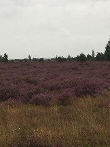 vakantierit 2021, Strabrechtse heide