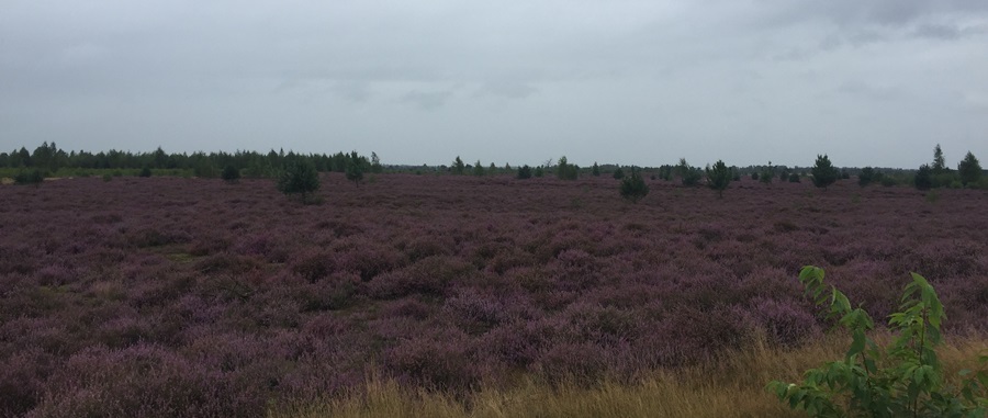 vakantierit 2021, Strabrechtse heide