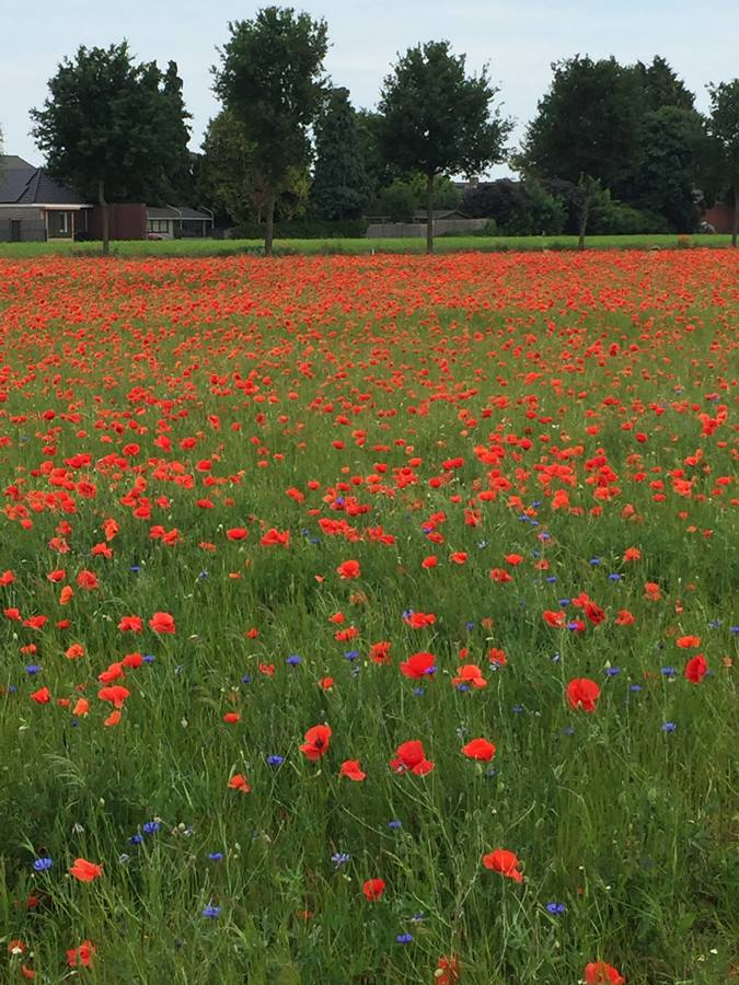 atb route Liessel, juni 2022