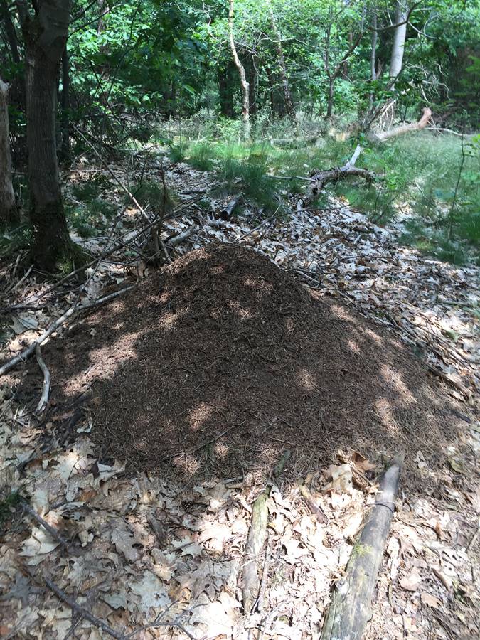 atb route Liessel, juni 2022