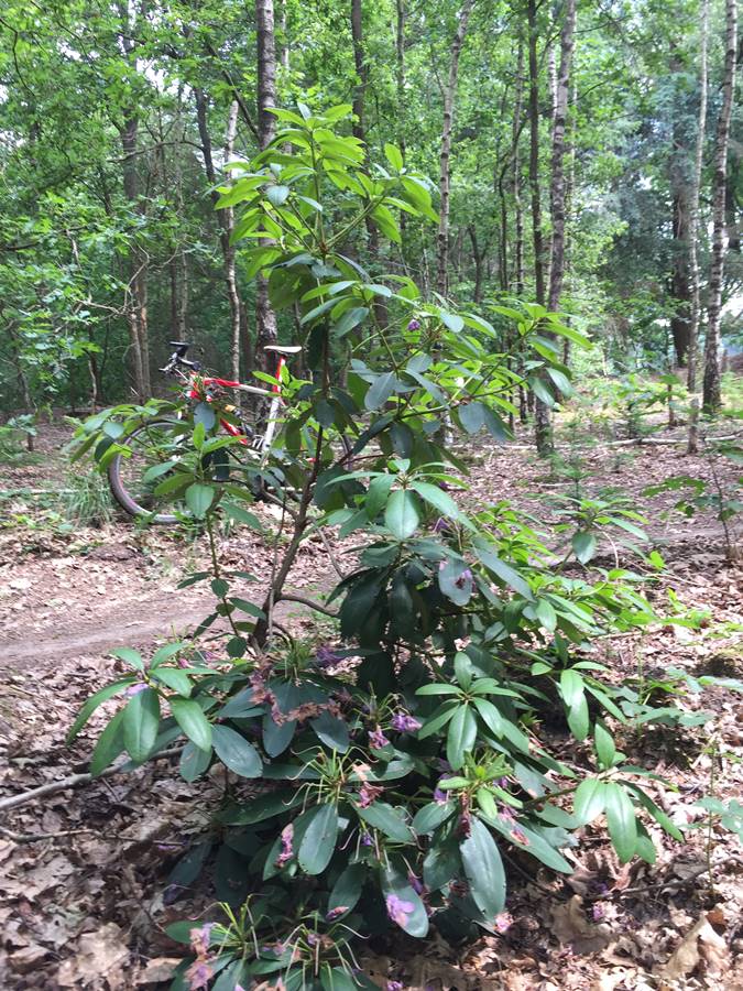 atb route Liessel, juni 2022